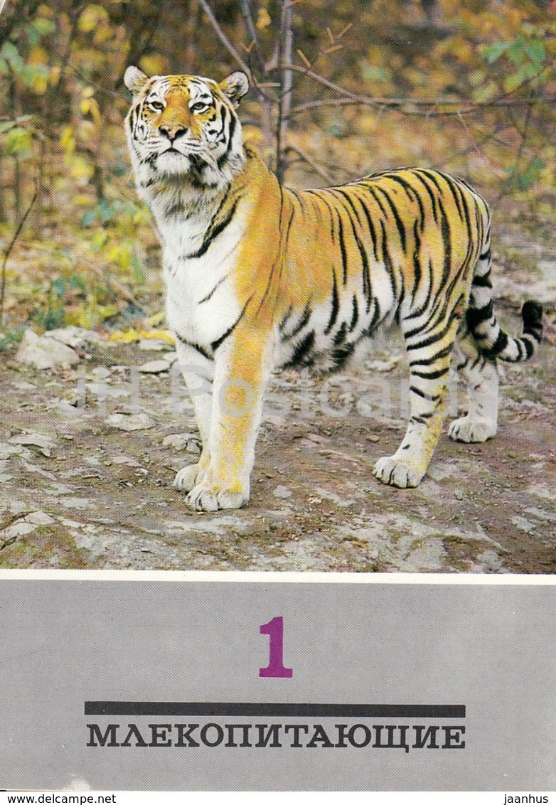 Siberian Tiger - Panthera tigris altaica - animals - 1989 - Russia