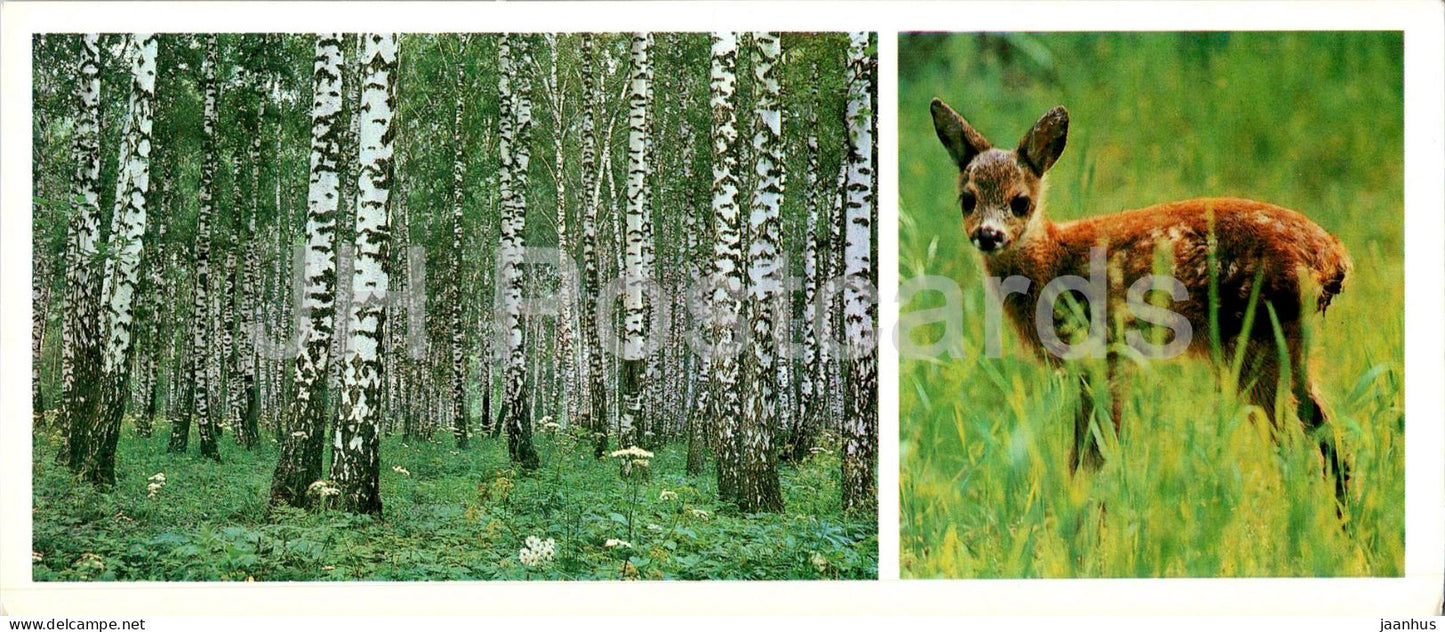 Bryansk - in the forest - animals - deer - 1980 - Russia USSR - unused - JH Postcards