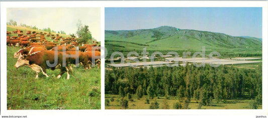 animal farm Khakassky - Sonsky State Farm Herefords - cow - animals - Khakassia - 1986 - Russia USSR - unused - JH Postcards