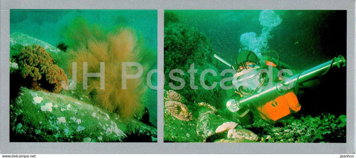 Bay of the Peter the Great - Underwater Survey - colony of actinias - desmorestia seaweed - 1980 - Russia USSR - unused - JH Postcards