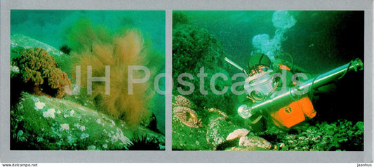 Bay of the Peter the Great - Underwater Survey - colony of actinias - desmorestia seaweed - 1980 - Russia USSR - unused - JH Postcards