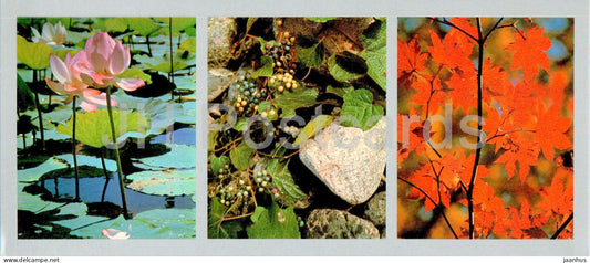 Bay of the Peter the Great - lotus - Girlish grapes - Golden Maple - 1980 - Russia USSR - unused - JH Postcards