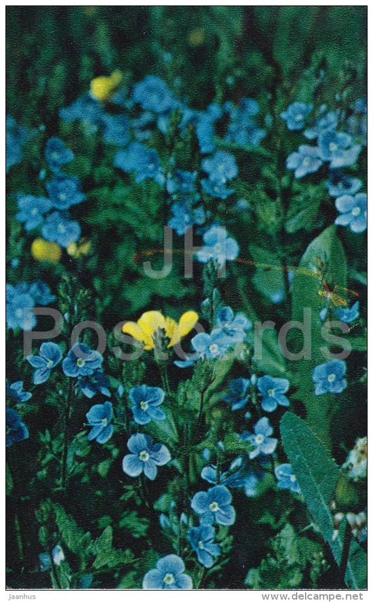 Germander Speedwell - Veronica chamaedrys - flower - Flowers of Russia - 1972 - Russia USSR - unused - JH Postcards