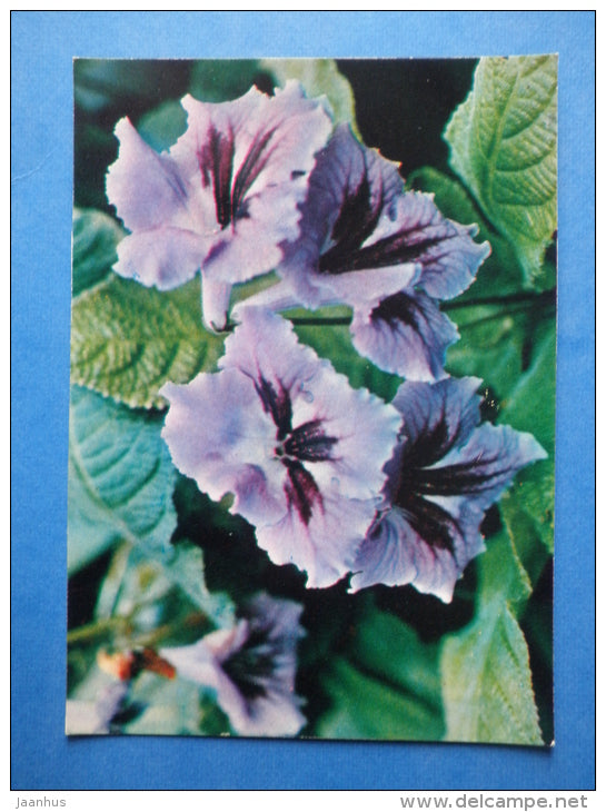 Streptocarpus hybr - Cape Primrose - flowers - Botanical Garden of the USSR - 1973 - Russia USSR - JH Postcards