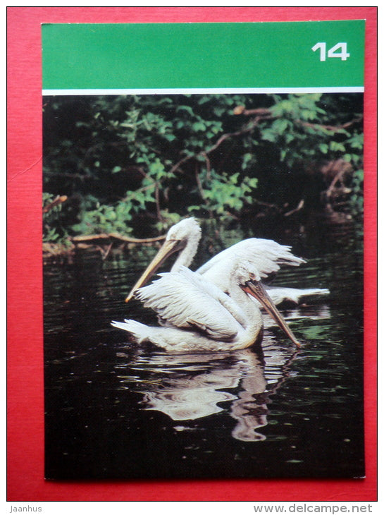 Dalmatian pelican , Pelecanus crispus - Moscow Zoo Birds - 1988 - Russia USSR - unused - JH Postcards