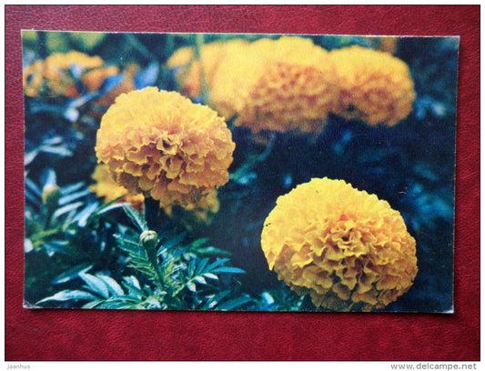 Greeting Card - marigold - flowers - 1972 - Russia USSR - used - JH Postcards