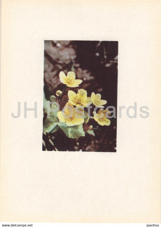 Marsh Marigold - Caltha palustris - plants - flowers - Latvia USSR - unused - JH Postcards