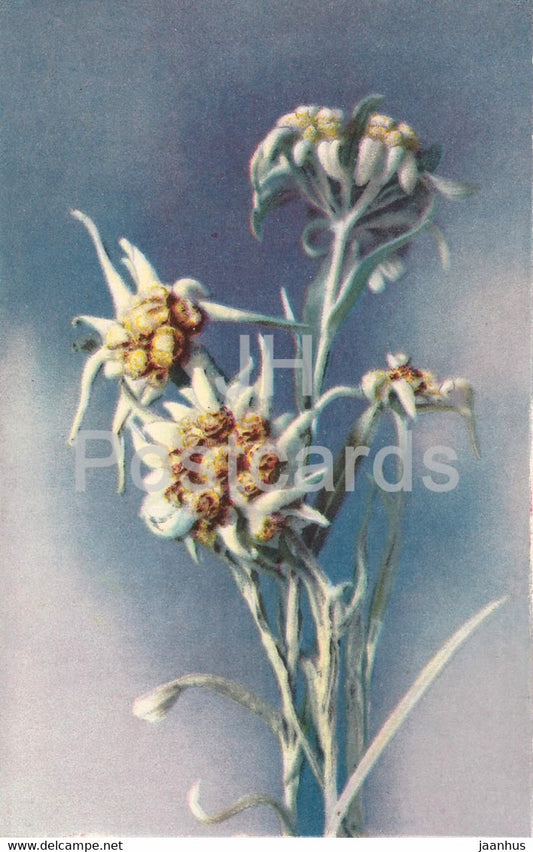 Edelweiss - Flowers - Photochromie  4048 - old postcard - used - JH Postcards