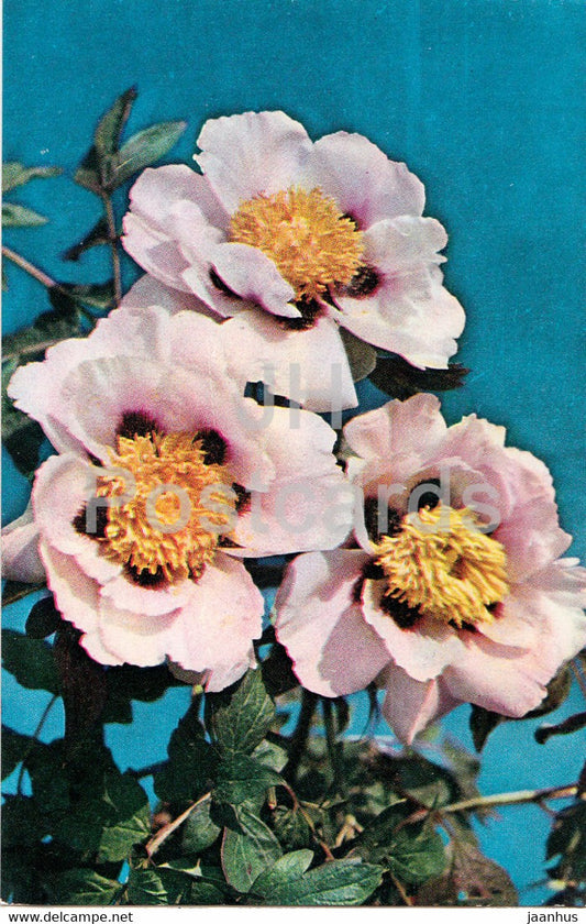 Girlfriend blush - Peonies - flowers - 1977 - Russia USSR - unused - JH Postcards