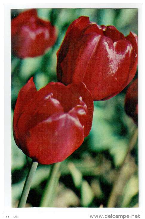 Andalusia - Tulips - flowers - 1975 - Russia USSR - unused - JH Postcards