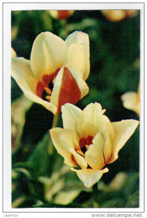 Donna Bella - Tulips - flowers - 1975 - Russia USSR - unused - JH Postcards