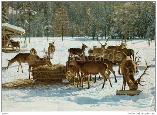 Hirschfütterung i. Berchtesgadener Land - Hirsch - deer - 795 - Germany - 1965 gelaufen - JH Postcards