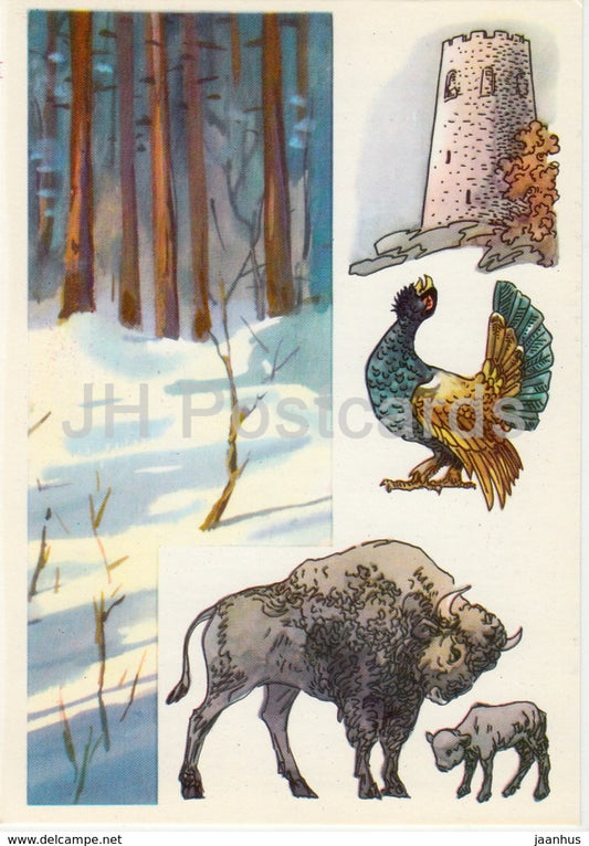 capercaillie - European bison - Belovezhskaya Pushcha National Park - 1975 - Russia USSR - unused - JH Postcards