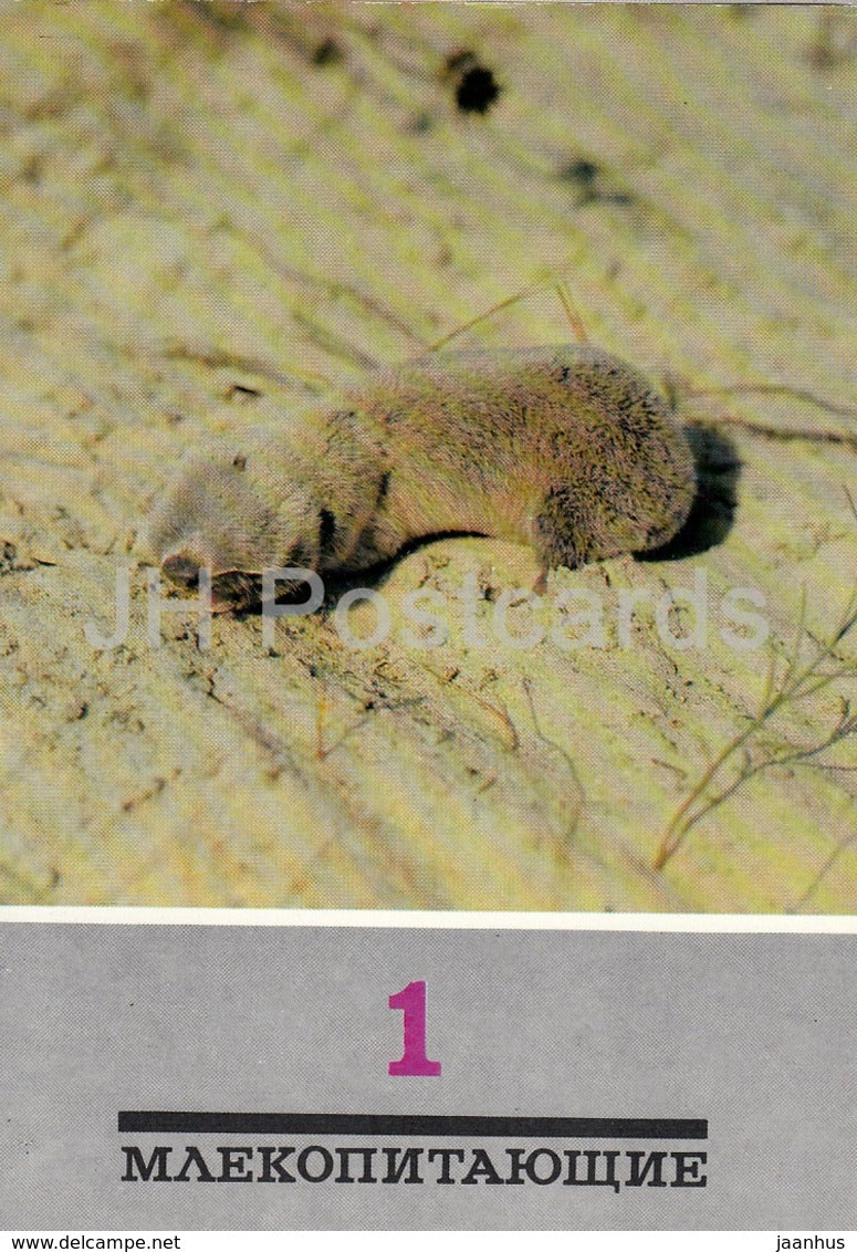 Sandy mole-rat - Spalax arenarius - animals - 1989 - Russia USSR - unused - JH Postcards