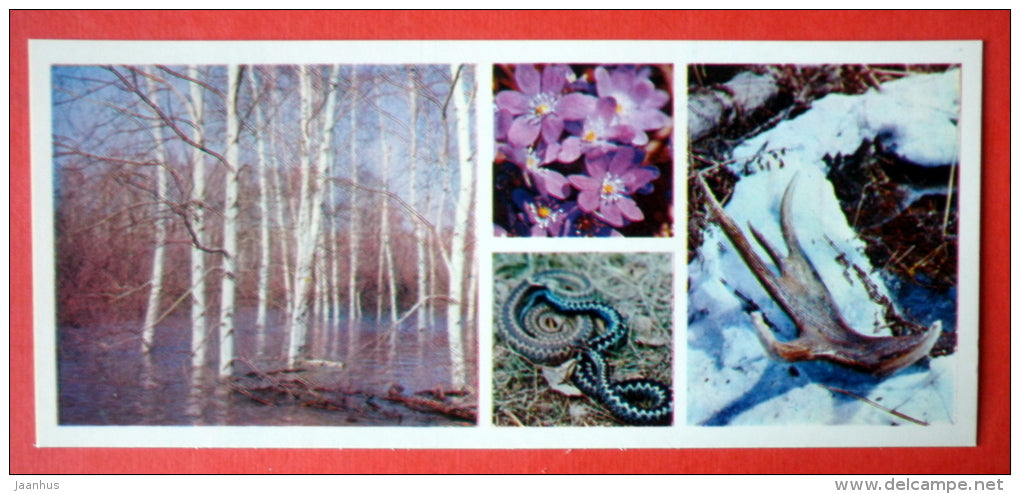 flood - viper - elk - antler - Tsentralno-Lesnoy Nature Reserve - 1979 - USSR Russia - unused - JH Postcards