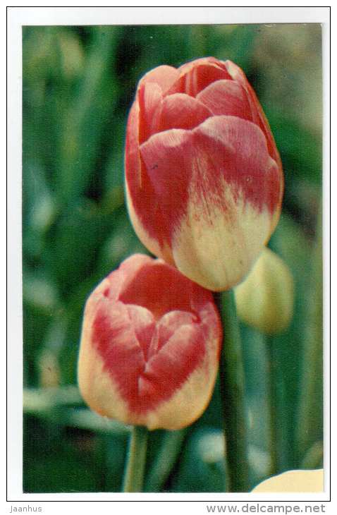 Dreamland - Tulips - flowers - 1975 - Russia USSR - unused - JH Postcards