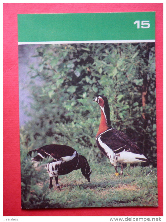 Red-breasted goose , Branta ruficollis - Moscow Zoo Birds - 1988 - Russia USSR - unused - JH Postcards