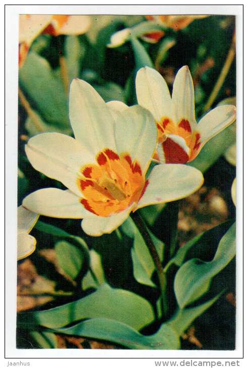 Magnificent - Tulips - flowers - 1975 - Russia USSR - unused - JH Postcards