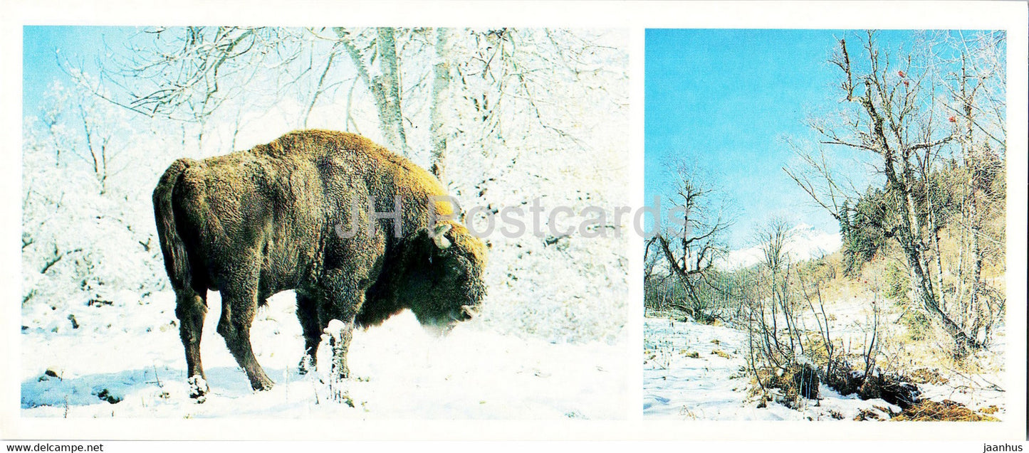 Teberda Nature Reserve - Bison - animals - 1982 - Russia USSR - unused - JH Postcards