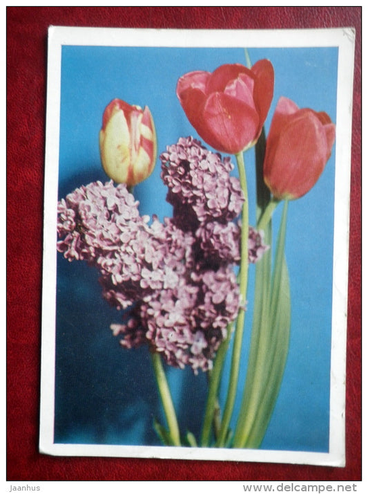 Greeting Card - tulips - lilac - flowers - 1972 - Russia USSR - used - JH Postcards