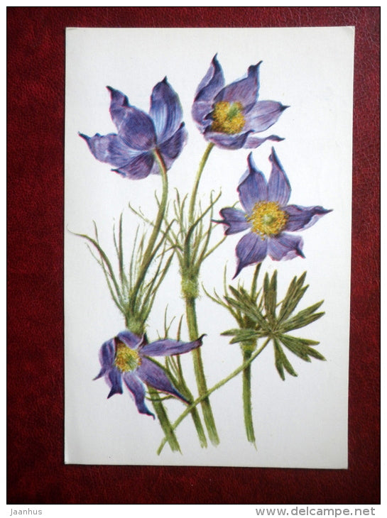 Greeting Card - by A. Shipilenko - pasque-flower - flowers - 1979 - Russia USSR - used - JH Postcards