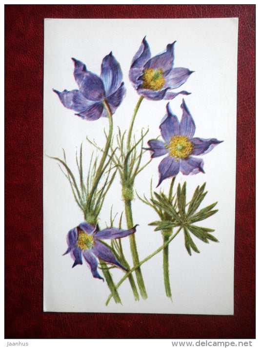 Greeting Card - by A. Shipilenko - pasque-flower - flowers - 1979 - Russia USSR - used - JH Postcards