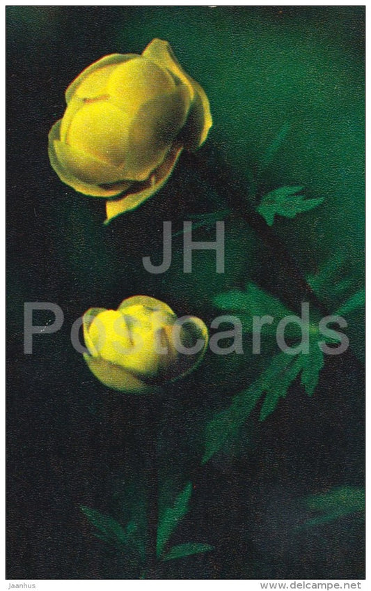 Globeflower - Trollius europaeus - flower - Flowers of Russia - 1972 - Russia USSR - unused - JH Postcards