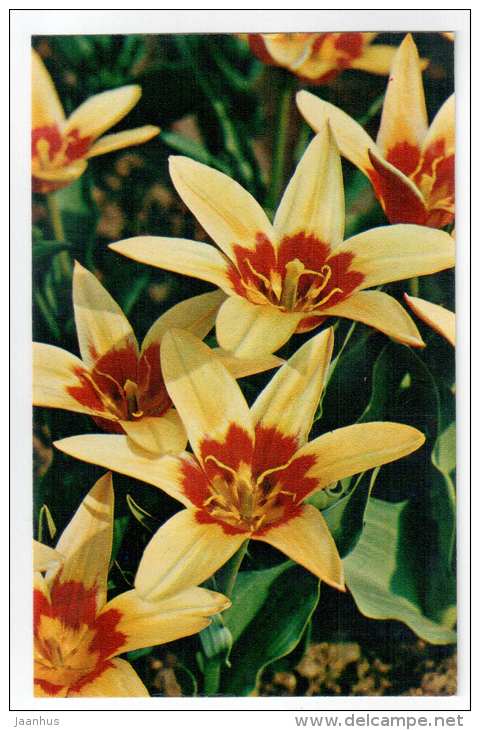 Corona - Tulips - flowers - 1975 - Russia USSR - unused - JH Postcards