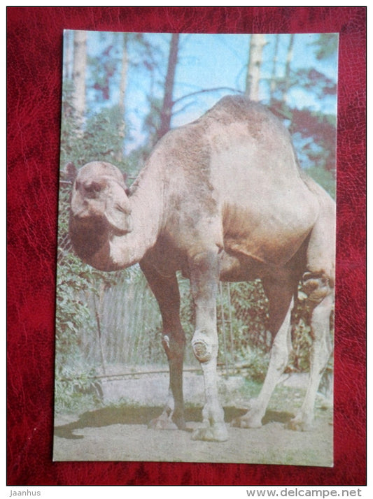 One-Humped Camel - Camelus dromedarius - Riga Zoo - animals - 1980 - Latvia USSR - unused - JH Postcards