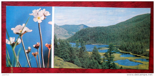 flowers _4 - Siberia blooms - 1973 - Russia USSR - unused - JH Postcards