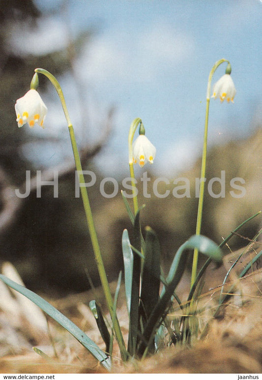 Spring Snowflake - Leucojum vernum - Geschutzte Pflanzen - Protected plants - DDR Germany - unused - JH Postcards