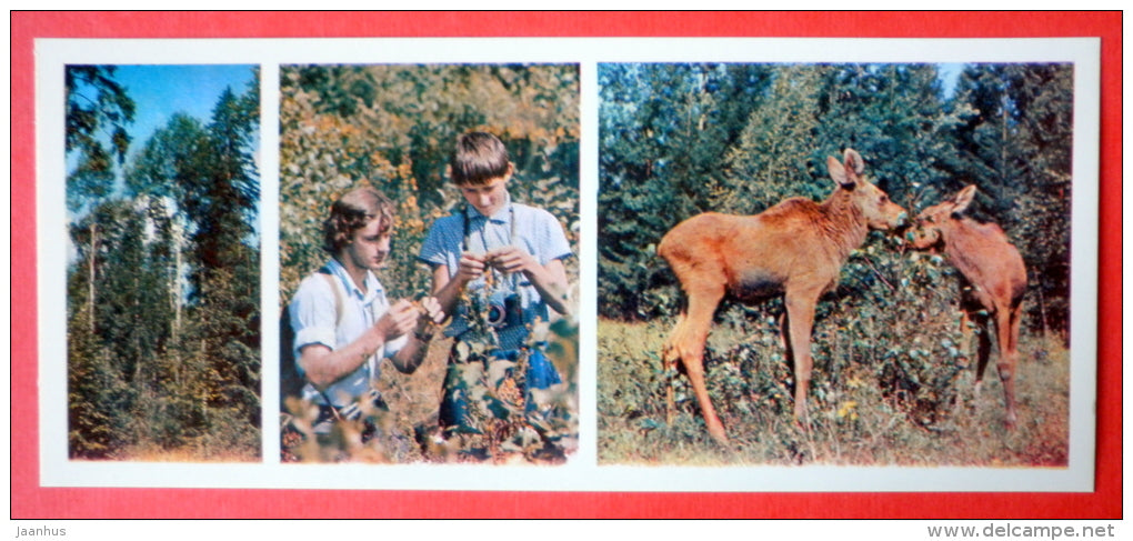 elk - moose - young naturalists - Tsentralno-Lesnoy Nature Reserve - 1979 - USSR Russia - unused - JH Postcards