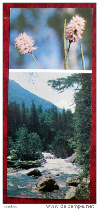 flowers _5 - Siberia blooms - 1973 - Russia USSR - unused - JH Postcards