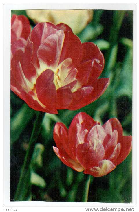 May Wonder - Tulips - flowers - 1975 - Russia USSR - unused - JH Postcards