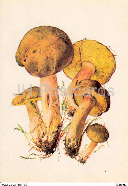 Suede Bolete - Xerocomus subtomentosus - illustration by A. Shipilenko - Mushrooms - 1976 - Russia USSR - unused - JH Postcards