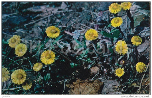 Coltsfoot - Tussilago farfara - flower - Flowers of Russia - 1972 - Russia USSR - unused - JH Postcards