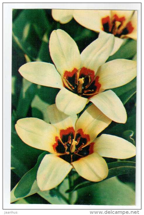 Mitella - Tulips - flowers - 1975 - Russia USSR - unused - JH Postcards