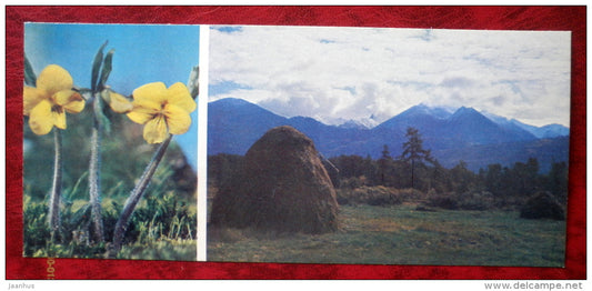 flowers _6 - Siberia blooms - 1973 - Russia USSR - unused - JH Postcards