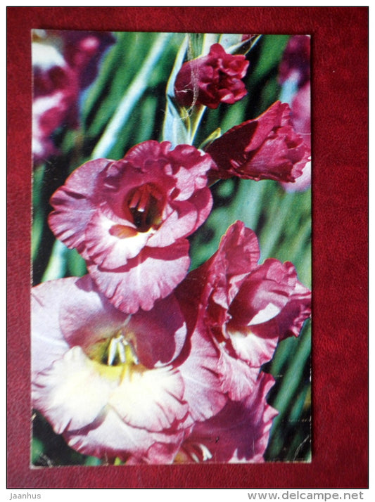 Greeting Card - gladiolus Lavanesque - lilac - flowers - 1972 - Russia USSR - used - JH Postcards