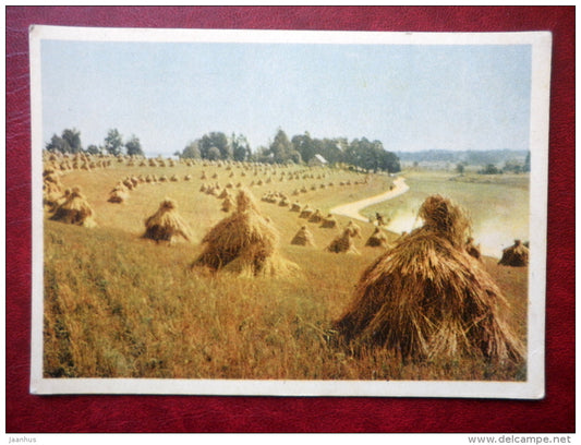 Autumn i Kolkhoz ( Collective Farm ) - corn field - Riga - 1962 - Latvia USSR - unused - JH Postcards