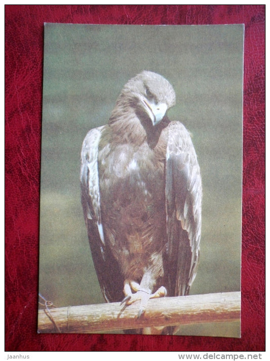 Steppe Eagle - Aquila nipalensis - birds - Riga Zoo - animals - 1980 - Latvia USSR - unused - JH Postcards