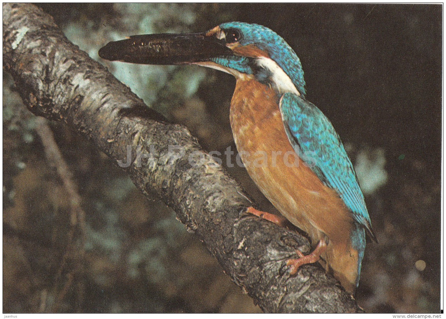 Kingfisher - Alcedo atthis - birds - 1987 - Estonia USSR - unused - JH Postcards