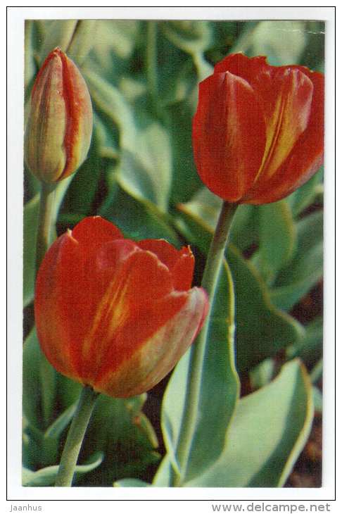 Czardas - Tulips - flowers - 1975 - Russia USSR - unused - JH Postcards