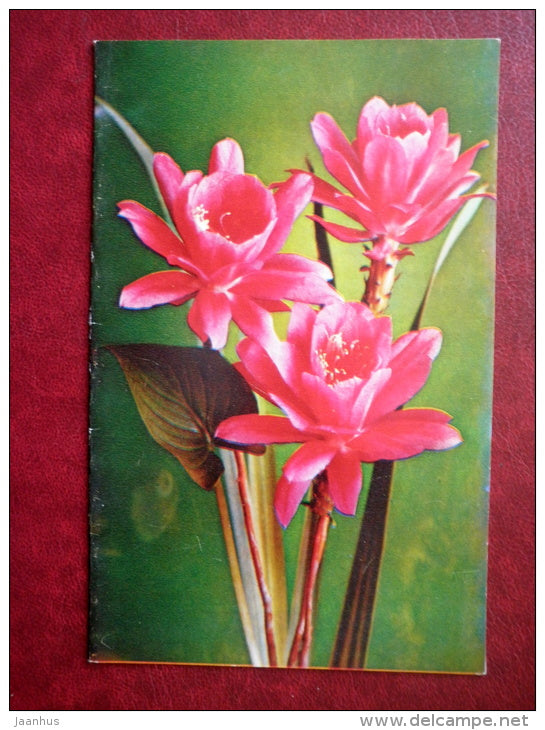 Greeting Card - red flowers - flowers - 1978 - Russia USSR - used - JH Postcards