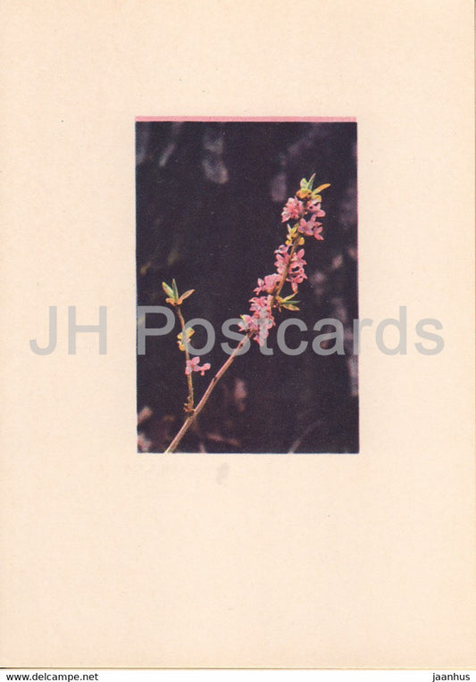 Mezereum - Daphne mezereum - plants - flowers - Latvia USSR - unused - JH Postcards