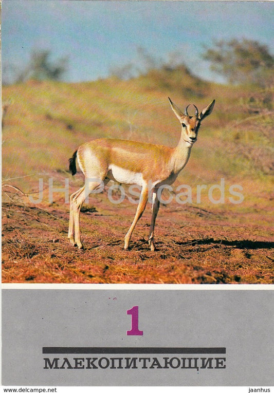 Goitered gazelle - Gazella subgutturosa - animals - 1989 - Russia USSR - unused - JH Postcards