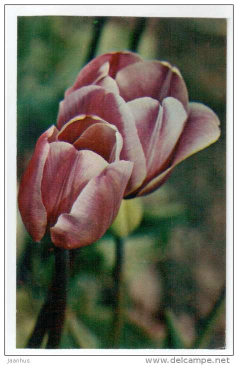 Heather Hill - Tulips - flowers - 1975 - Russia USSR - unused - JH Postcards