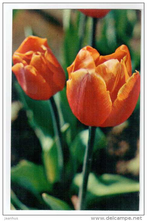 High Society- Tulips - flowers - 1975 - Russia USSR - unused - JH Postcards