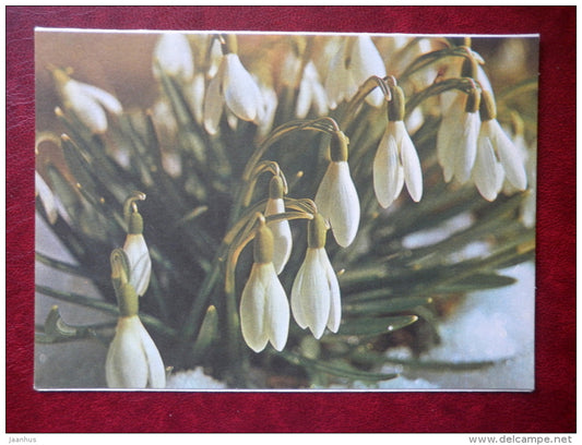 International Womens Day greeting card - snowdrop - Galanthus nivalis - flowers - 1983 - Estonia USSR - used - JH Postcards