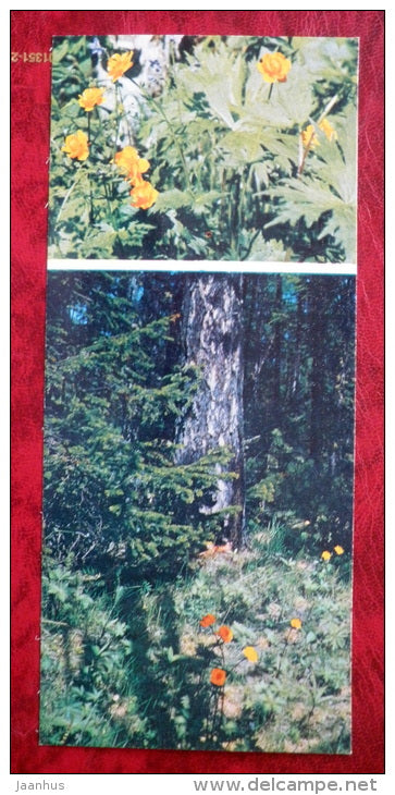 flowers _7 - Siberia blooms - 1973 - Russia USSR - unused - JH Postcards